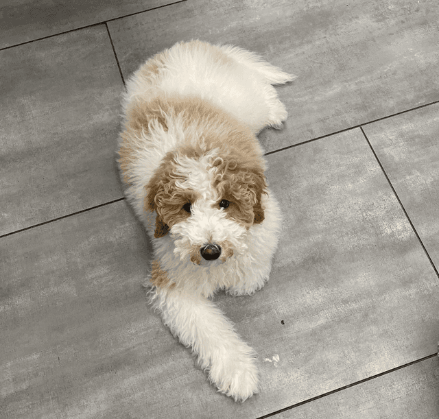 Einstein: The Goldendoodle